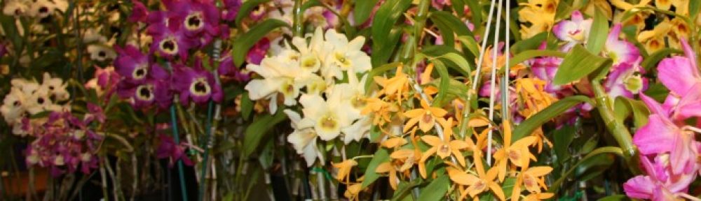 Ku-Ring-Gai Orchid Society